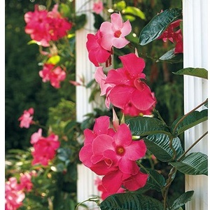 Hạt giống hoa Hồng Anh leo cho tường nhà rực rỡ sắc hoa 20 hạt  - Tặng kèm hạt hướng dương lùn + thuốc kích mầm rễ