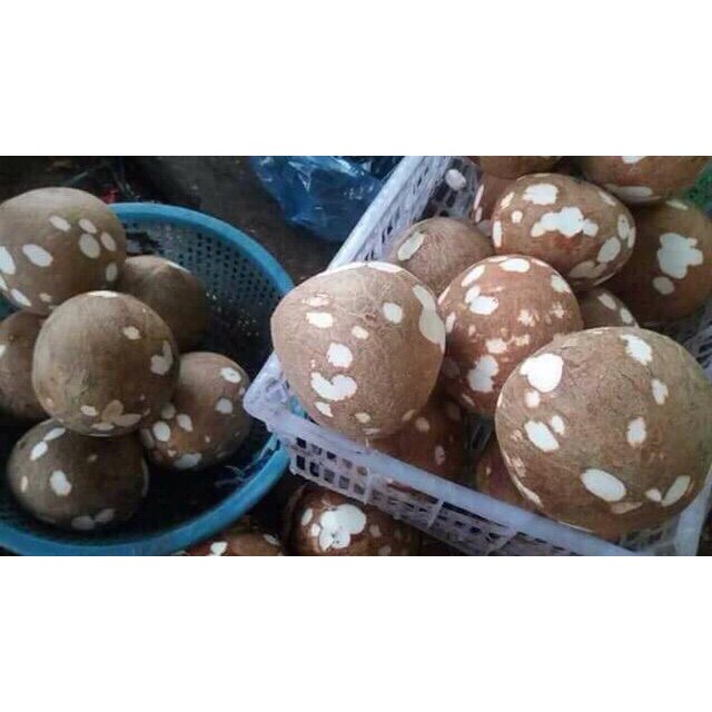 1 Cây Lăn môi dầu dừa 100% nguyên chất nhà nấu thơm | BigBuy360 - bigbuy360.vn