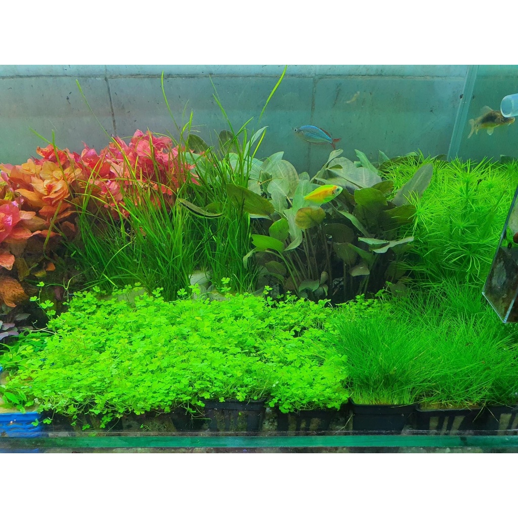 TIÊU THẢO PARVA MINI - TIÊU THẢO MŨI TÊN - CÂY THỦY SINH PRAVA TIỀN CẢNH TRẢI NỀN SIÊU ĐẸP-Cryptocoryne Parva