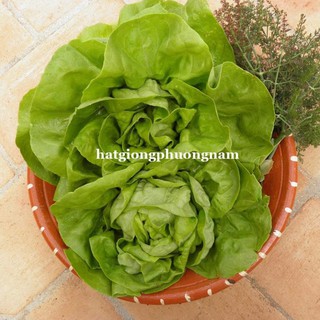 2GR - hạt giống xà lách búp mỡ ( xà lách đăm )