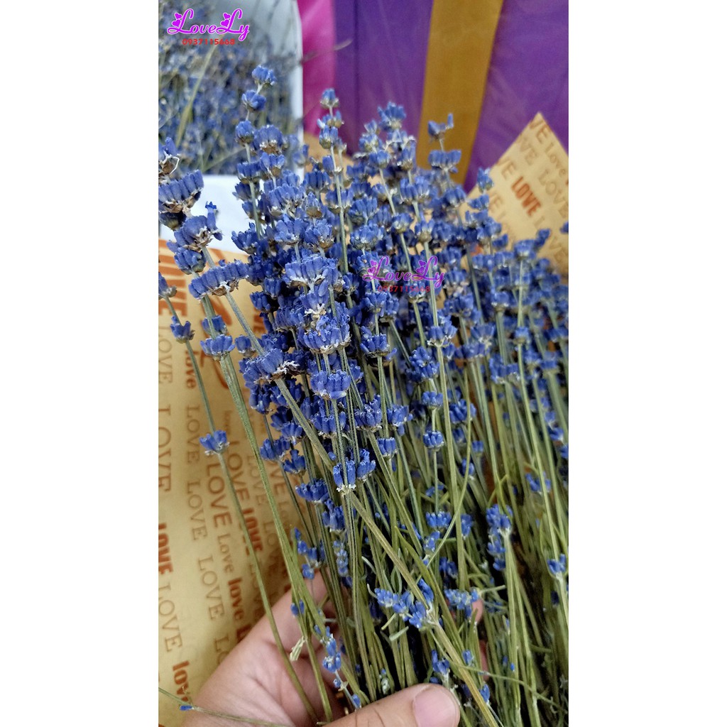 Bó hoa oải hương Lavender khô nhập Pháp 200 cành💓 [ Tặng Túi Thơm]