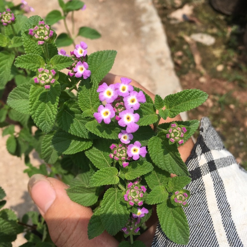 Cây Hoa Ngũ Sắc TÍM RỦ Hoa Quanh Năm,Ưa Nắng,Cây Xum Thích Hợp Trồng Ban Công