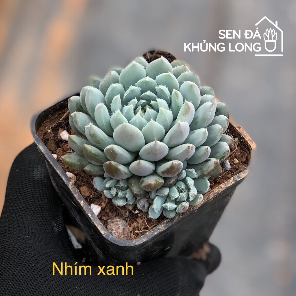 Sen đá Nhím Xanh - echeveria rundelli