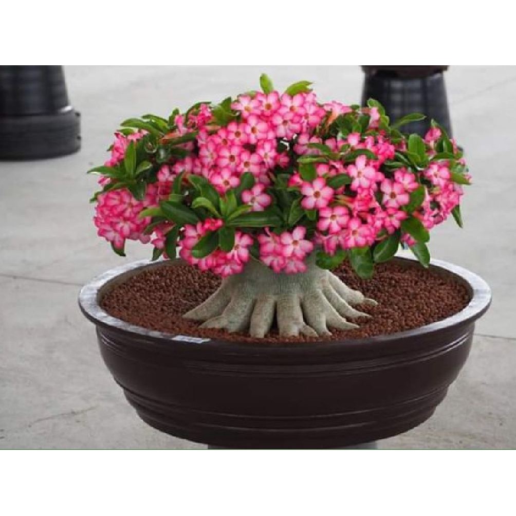 Bộ 2 gói hạt giống sứ Thái _