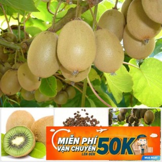 30 Hạt giống Kiwi xanh (tặng gói kích nẩy mầm và hướng dẫn)
