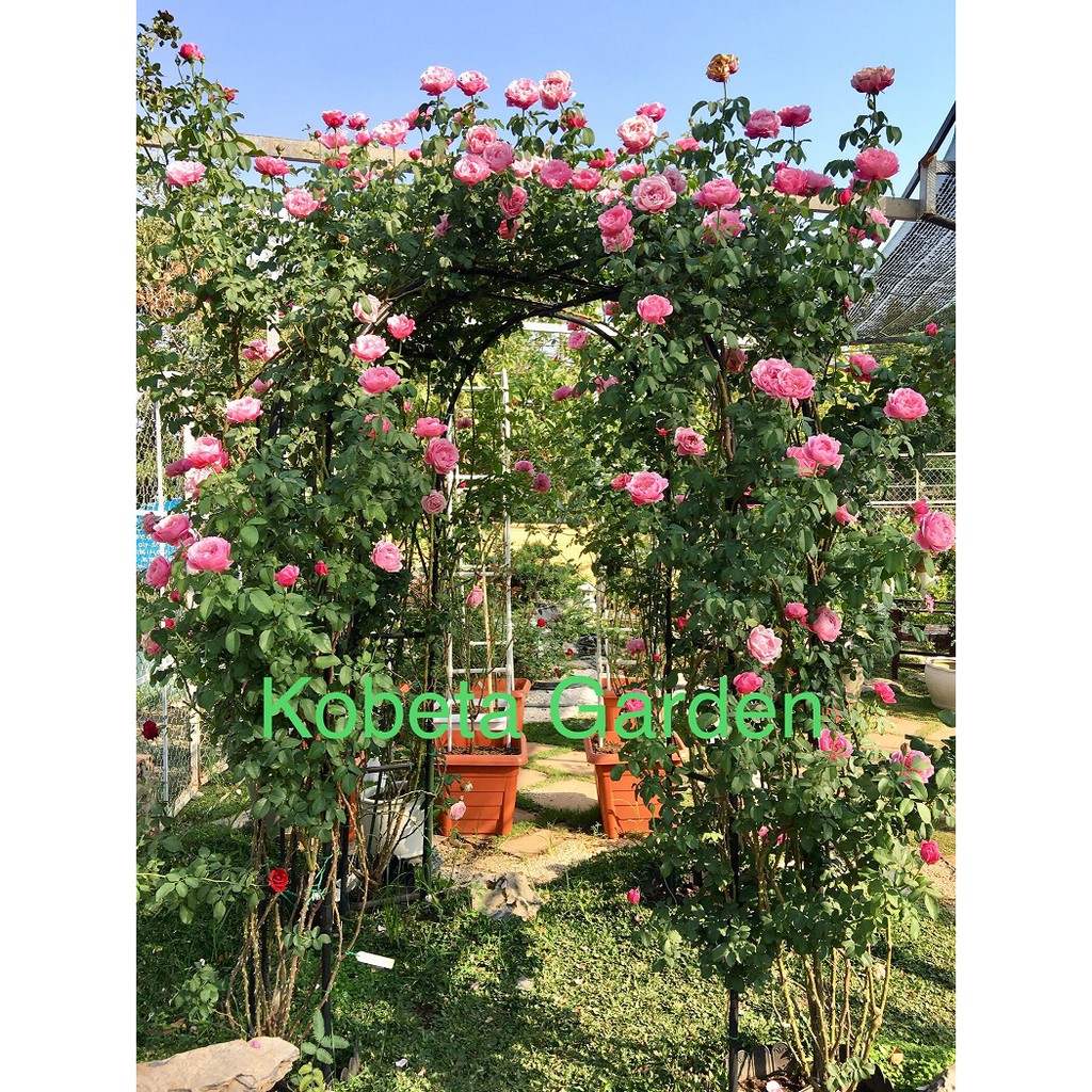 Phân Hữu Cơ RanMan Nhật Bản Cho Hoa Hồng - KOBETA GARDEN