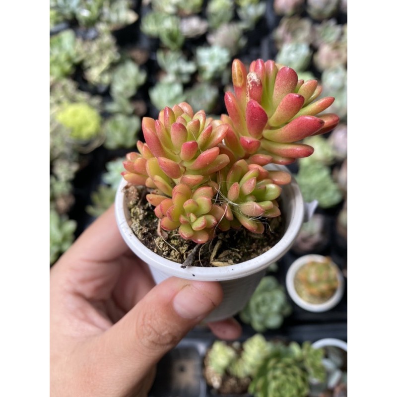 Sen đá rubi mini 5cm