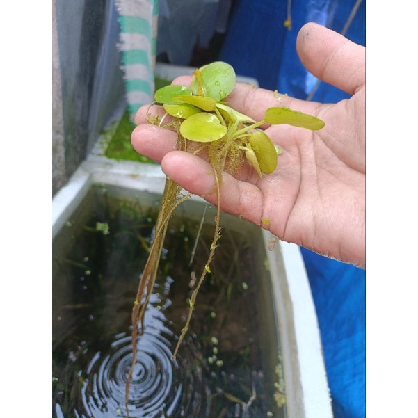 bèo nhật rễ siêu dài