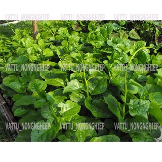 Bộ 2 Gói Hạt Giống Mồng Tơi Cao Sản- Hạt Giống Sach-An Toàn( 20g/gói)