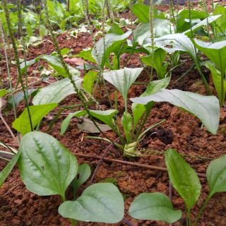 bông mã đề tươi làm thuốc