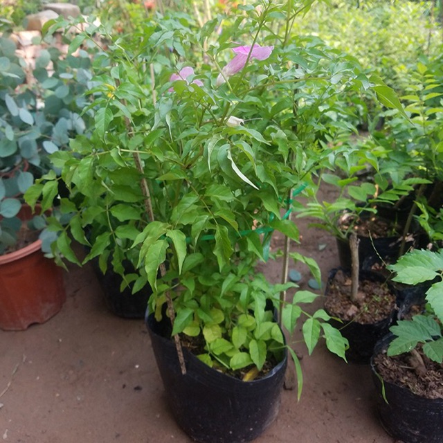 Cây hồng thiên hương  siêu bông