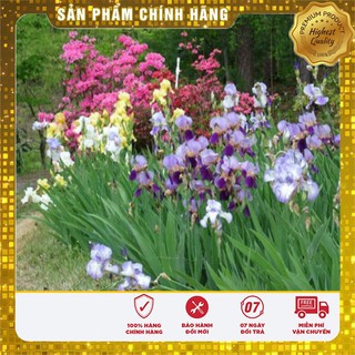 Hạt giống hoa Diên vĩ Hồng (Iris Hồng)
