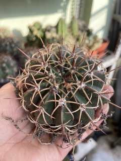 XƯƠNg RỒNG MELO GAI XOẮN 6-7CM