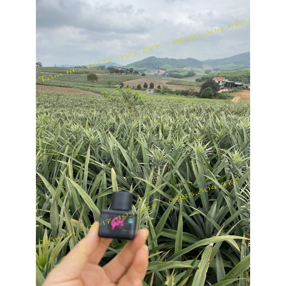 NƯỚC HOA CÔ BÉ HƯƠNG DỨA