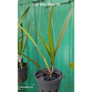 Hoa lan brass vàng đốm