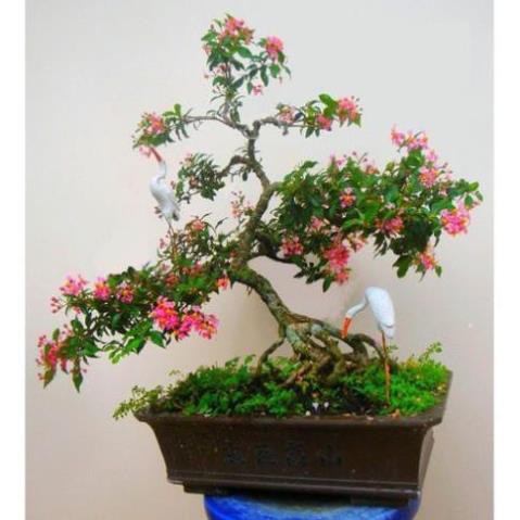 COMBO 3 cây Hồng ngọc mai bonsai , cây giống gửi đi nguyên bầu