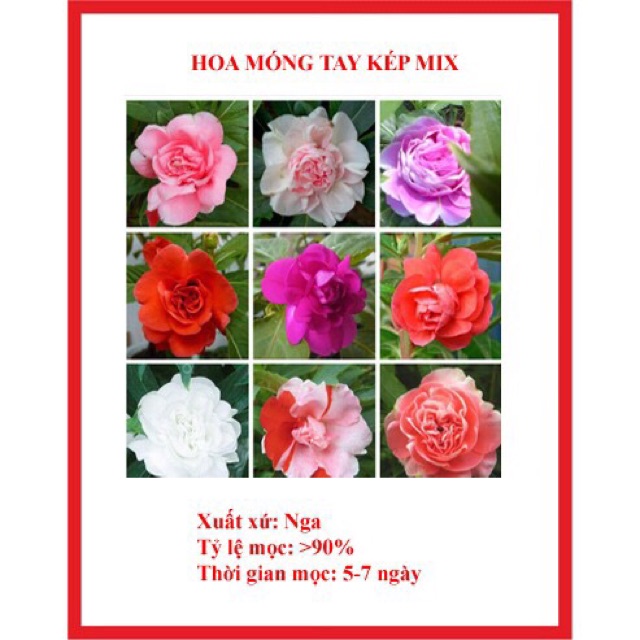 Hạt giống hoa móng tay kép (có nhiều màu)