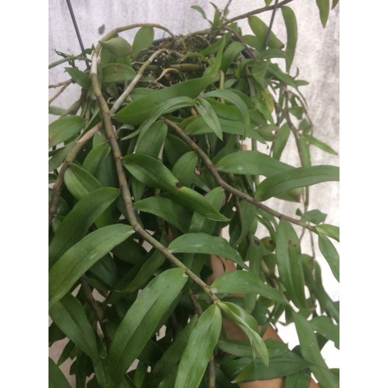 Kie giống lan giả hạc pháp - kie trên 20cm