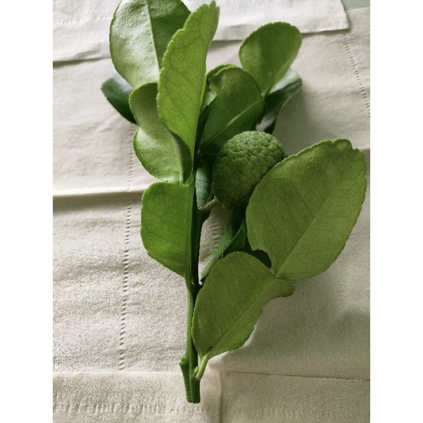 Trái chúc 0,5kg. Chanh thái trái. Trái chanh chúc.