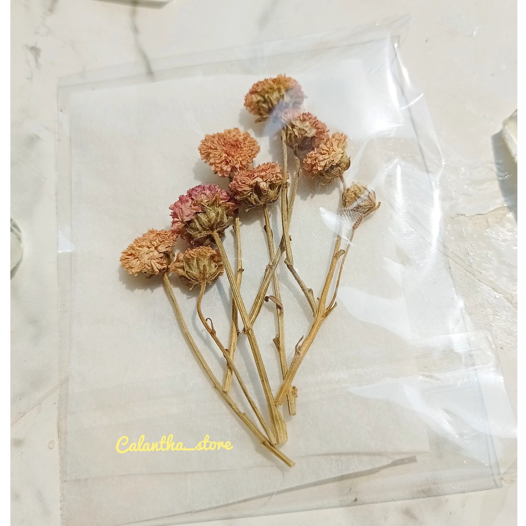 Hoa cúc đồng tiền sấy khô - hoa khô trang trí