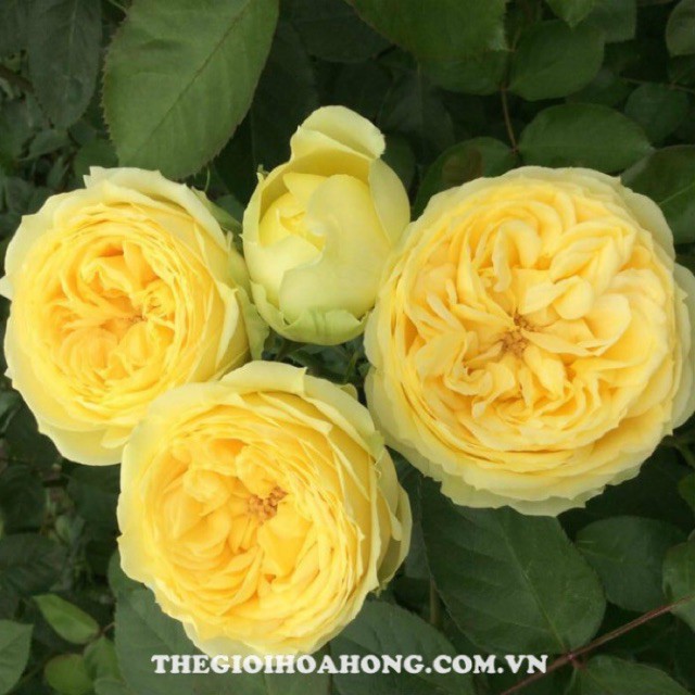 Hoa hồng màu vàng/ catalina