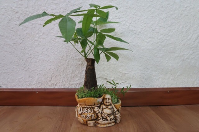 Cây kim ngân siêu xinh để bàn