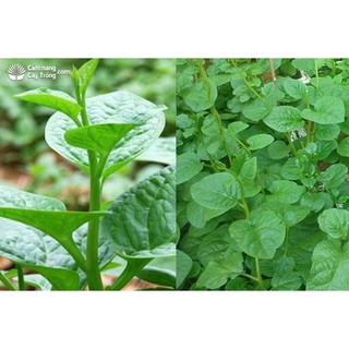 BỘ 3 GÓI HẠT GIỐNG RAU MỒNG TƠI