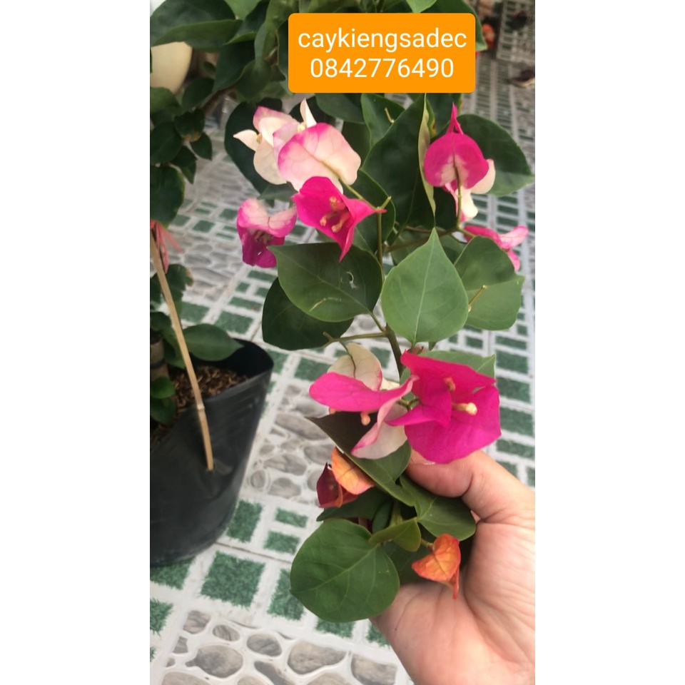 Caykiengsadec Giấy Ấn Độ +tặng phân bón-hoa kiểng lá-trang trí nội thất cảnh quan sân vườn ngoài trời