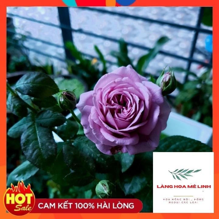 Hoa hồng ngoại Kinda Blue rose [💚 GIÁ SIÊU RẺ 💚💚]– Nàng thơ tím lavender hút hồn triệu tín đồ yêu hoa