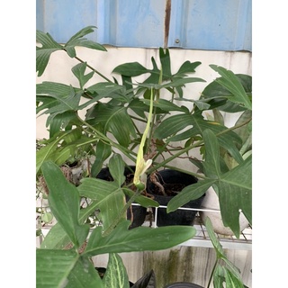 Trầu bà cánh én Philodendron Florida