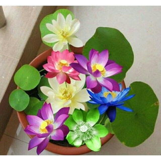 5 hạt giống hoa sen mini nhật