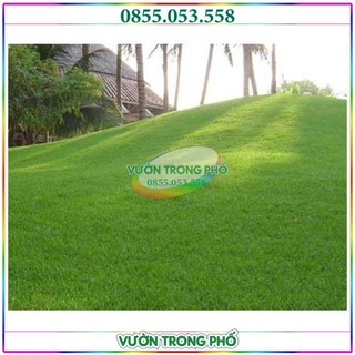 200g hạt giống cỏ nhung nhật