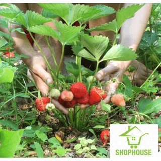 shophouse Hạt giống quả dâu tây đỏ chịu nhiệt  SHOP HOUSE  TẾT KHUYẾN MẠI