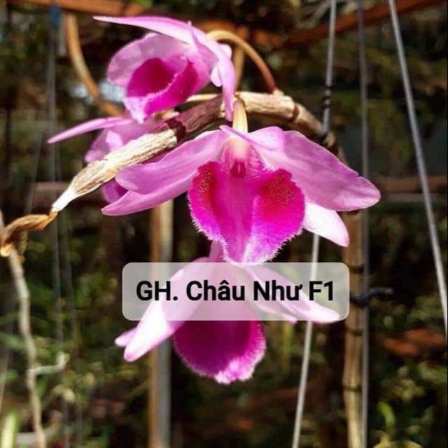 Lan Giả Hạc Châu Như F1 gieo hạt (1 thân dài từ 15cm)