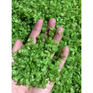 1kg Cốm non nấu chè, làm chả cốm cực ngon