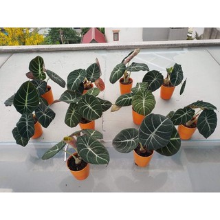 Alocasia Black Velvet - môn velvet - Môn nhung đen
