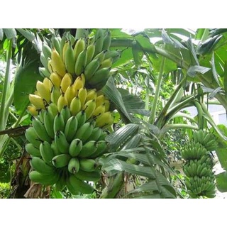 CÂY GIỐNG CHUỐI THÁI