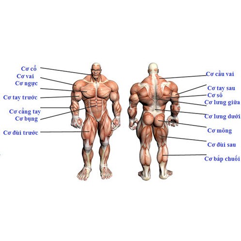NGŨ CỐC CHO NGƯỜI TẬP GYM/ YOGA | BigBuy360 - bigbuy360.vn