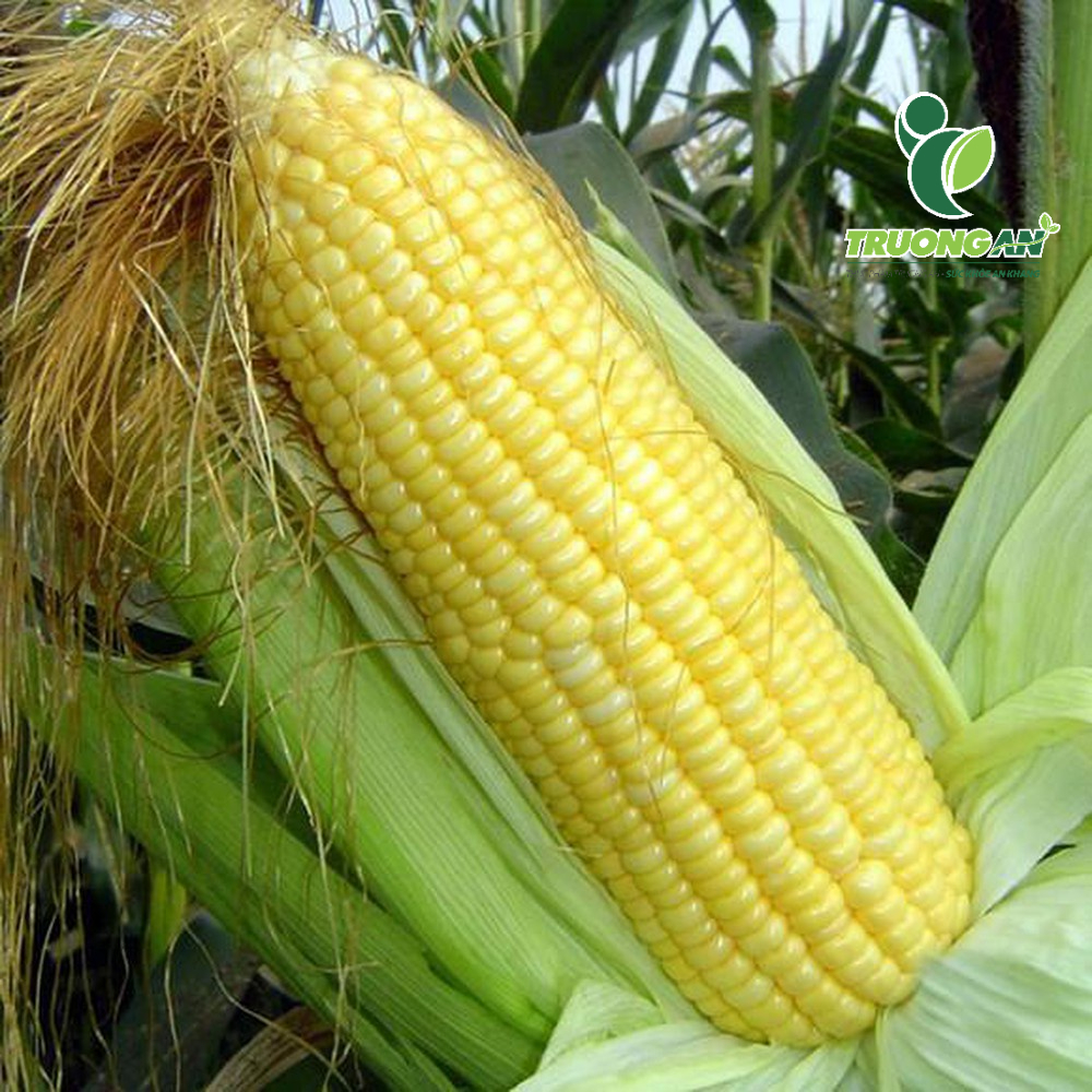BẮP GIỐNG MỸ NGỌT 2 TRÁI