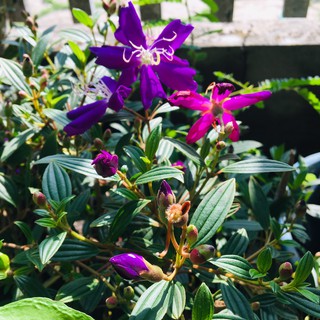 CÂY SIM RỪNG