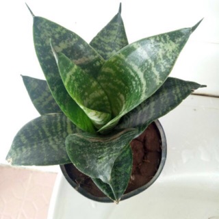 cây lưỡi mèo- cây phong thủy, cây thủy sinh