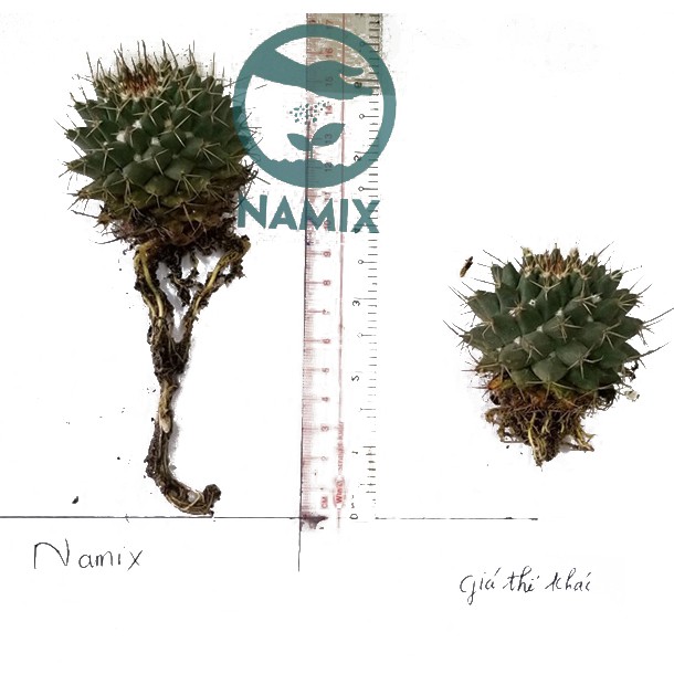 Đất trồng sen đá xương rồng chuyên dụng trộn sẵn -Namix- Đất chuyên dụng cho cây mọng nước 500gr