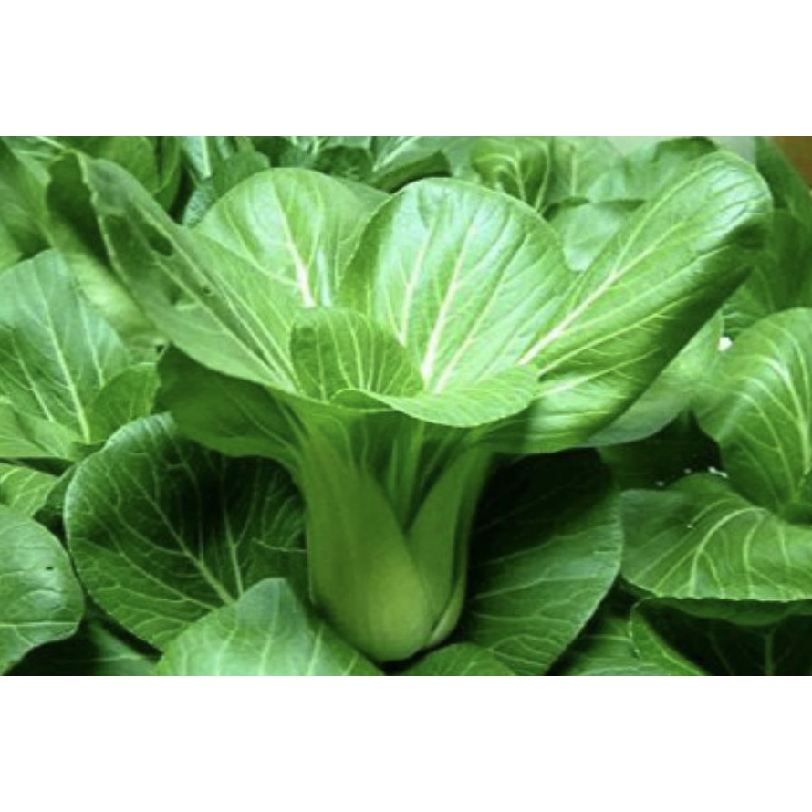 Hạt giống Cải Chít 20gr ~4000 Hạt