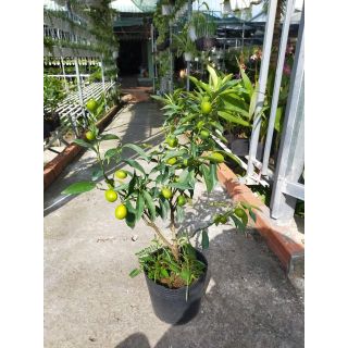 Cây Tắt Ngọt (Tắt Thái)