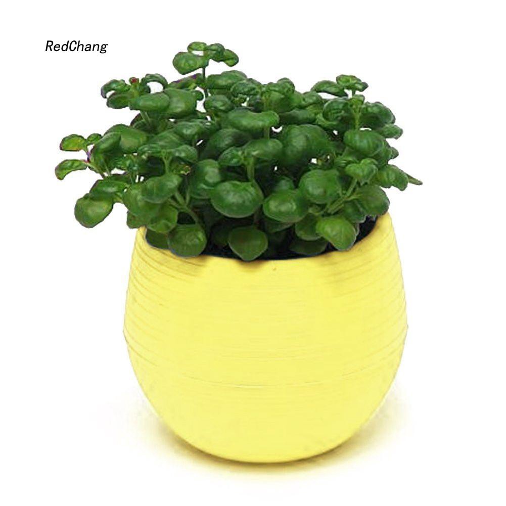 Chậu trồng cây mọng nước trang trí bàn làm việc