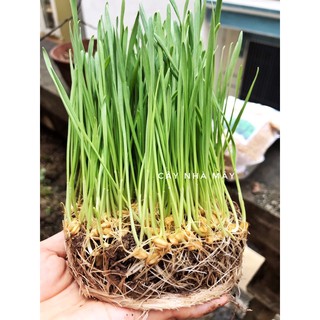 Hạt cỏ lúa mì, cỏ mèo