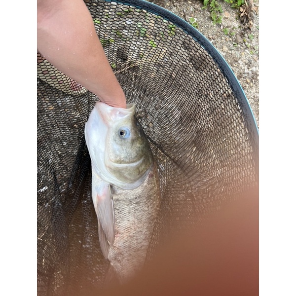 Mồi Câu Cá Mè Siêu Nhạy