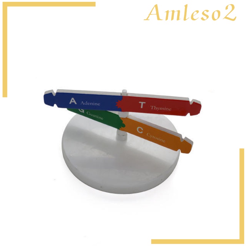 [AMLESO2] Human DNA Models Double Helix Science Toys Popularization Teaching Learning