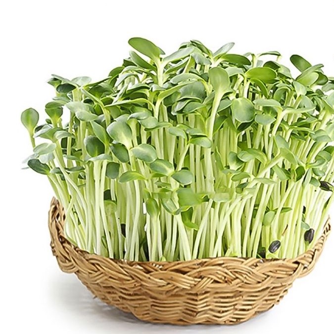 Hạt Giống Rau Mầm Cải Ngót