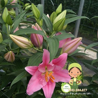 củ giống hoa ly hồng thơm size to chuẩn tết